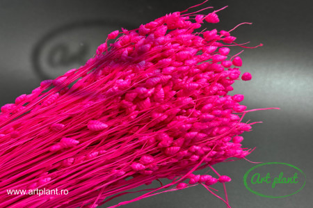 Briza Maxima Fuchsia