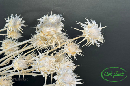 Ciuline Cardoon Alb / Crem
