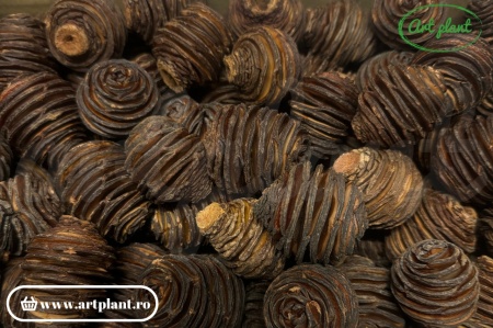 Conuri Platyspernum