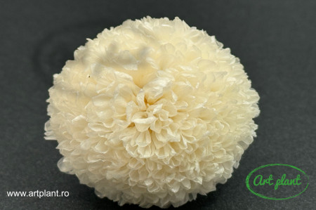 Crizantema ping-pong criogenata white