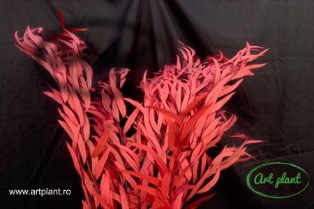Eucalipt Nicoly Red