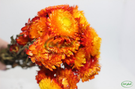 Helichrysum Orange