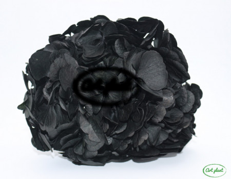 Hortensie Criogenata Neagra Premium
