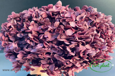 Hortensie Grape Purple