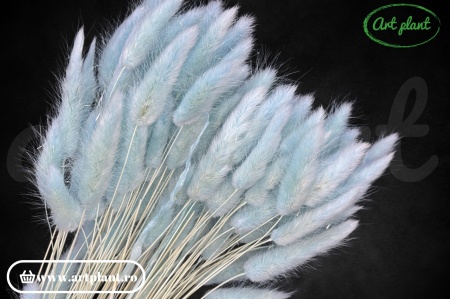 Lagurus celeste (G)