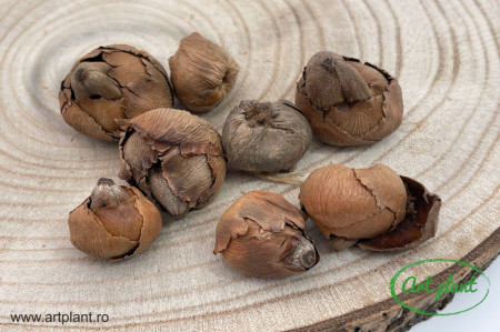Mini cocos