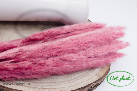 Mini Pampas Magenta