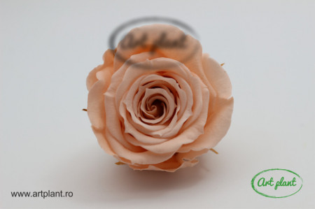 Mini Roze Warmi Peach Pea01