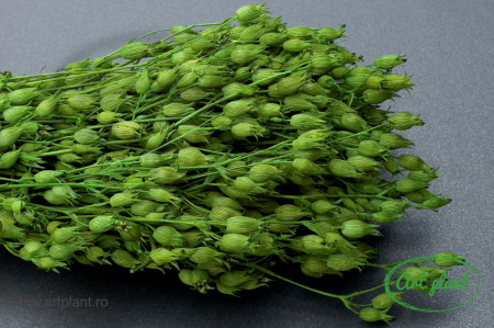 Silene verde