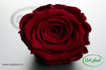 Trandafir Criogenat L Rosu Red01