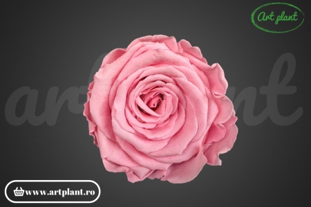 Trandafiri Criogenat L Roz Pin06