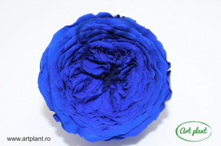 Trandafiri Criogenati de Gradina Amelia Albastru Royal Blu03