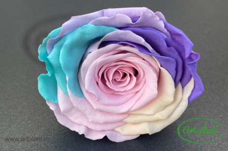 Trandafiri Criogenati XL Rainbow Pin04