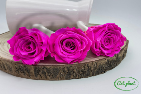 Trandafiri Criogenati XL Roz Fuchsia Pin07
