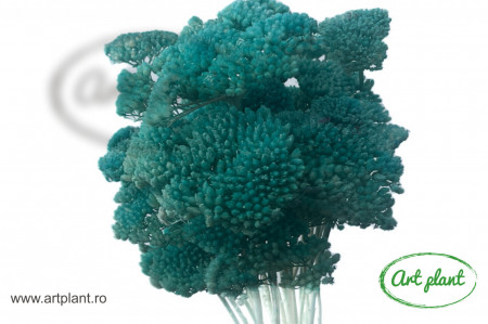 Achillea Filipendulina Albastru Petrol