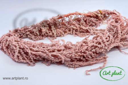 Amaranthus Light Mauve