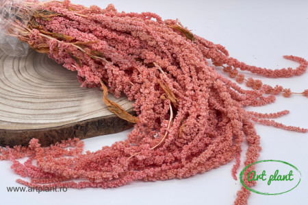 Amaranthus Roz