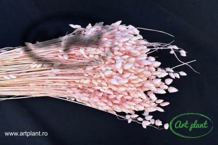 Briza Maxima Light Pink