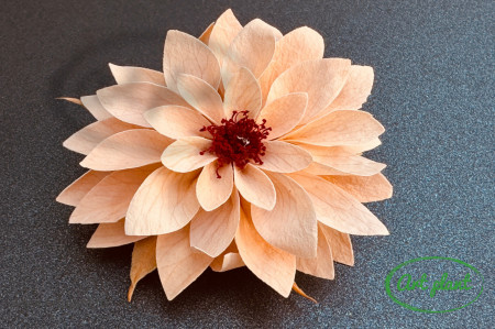 Dalia Criogenata Peach Pea01
