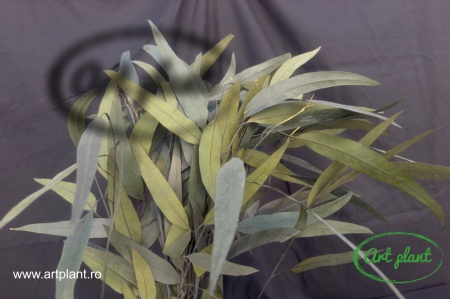 Eucalipt Globus Verde