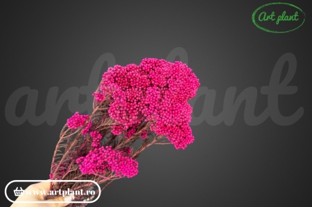 Floare de Orez Criogenata Fuchsia