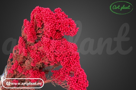 Floare de Orez Criogenata Red
