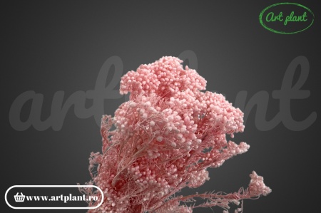 Floare de Orez Criogenata Roz Deschis