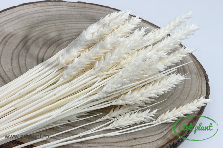 Grau triticum alb / crem