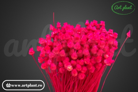 Happy flower fuchsia(G)