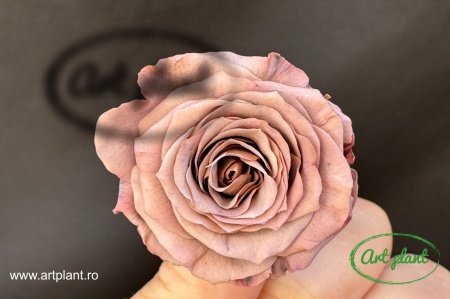 Mini Roze Capucino Cho89