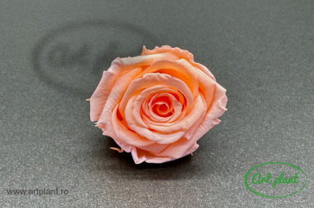 Mini Roze Warmi Peach Pea99
