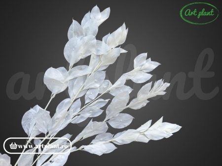 Ruscus de grădină alb