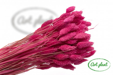 Talaris fuchsia