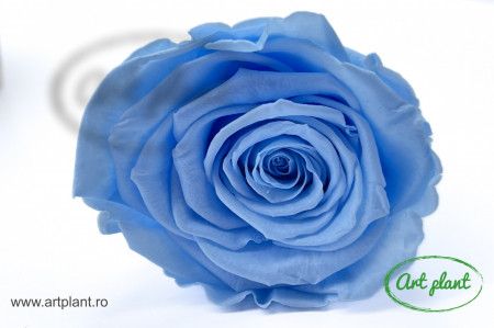 Trandafir Criogenat L Bleo Blu89