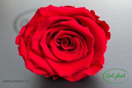 Trandafir Criogenat L Rosu Red02