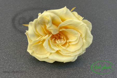 Trandafir criogenat salbatic Light Yellow