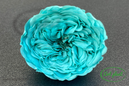 Trandafiri Criogenati de Gradina Amelia Turquoise Blu02