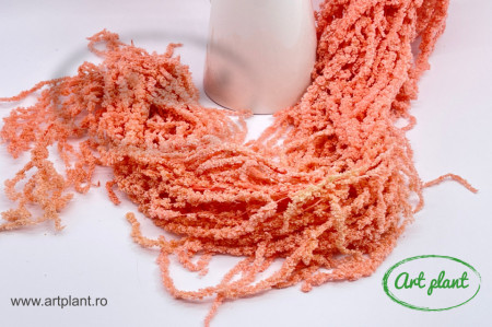 Amaranthus Pink