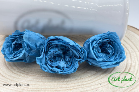 Austin Roses Albastru