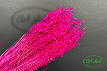 Briza Minima Fuchsia