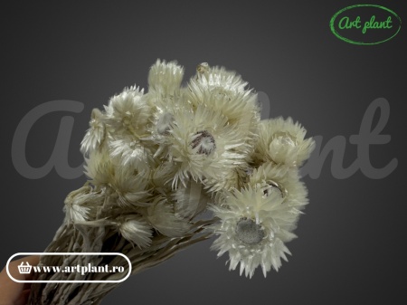 Buchet capblume Alb