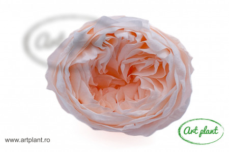 Bujori Criogenați Light Peach Pea89