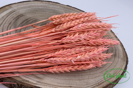 Grau triticum roz