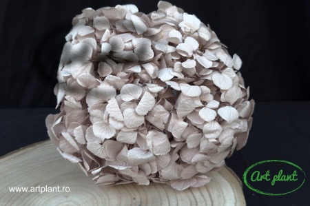 Hortensie Criogenata Hazelnut Premium