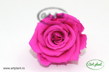 Mini Roze Warmi Roz Fuchsia Pin07