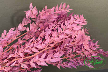Ruscus stabilizat mauve