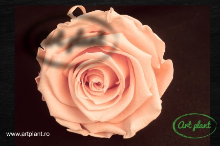 Trandafir criogenat Cantaloupe XL