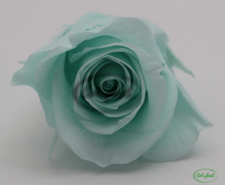 Trandafir criogenat Verde Menta M