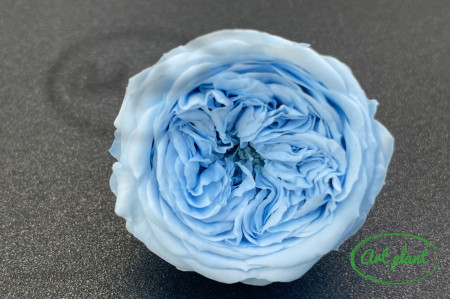 Trandafiri Criogenati de Gradina Amelia Bleo Blu89