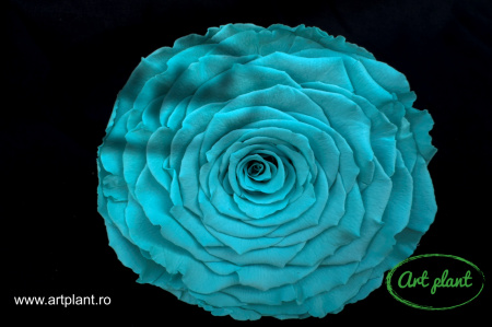 Trandafiri Criogenati XXL Turquoise Blu02